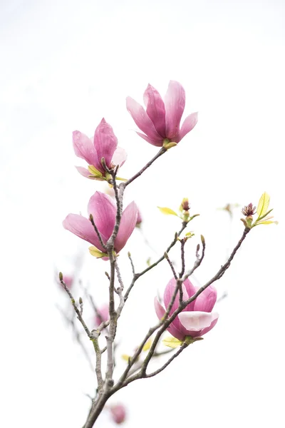 Flores de magnolia rosa aisladas sobre fondo blanco — Foto de Stock
