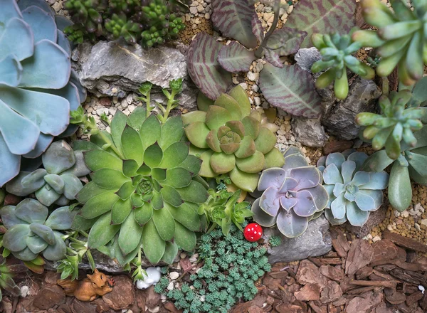 Miniatuur succulente planten — Stockfoto