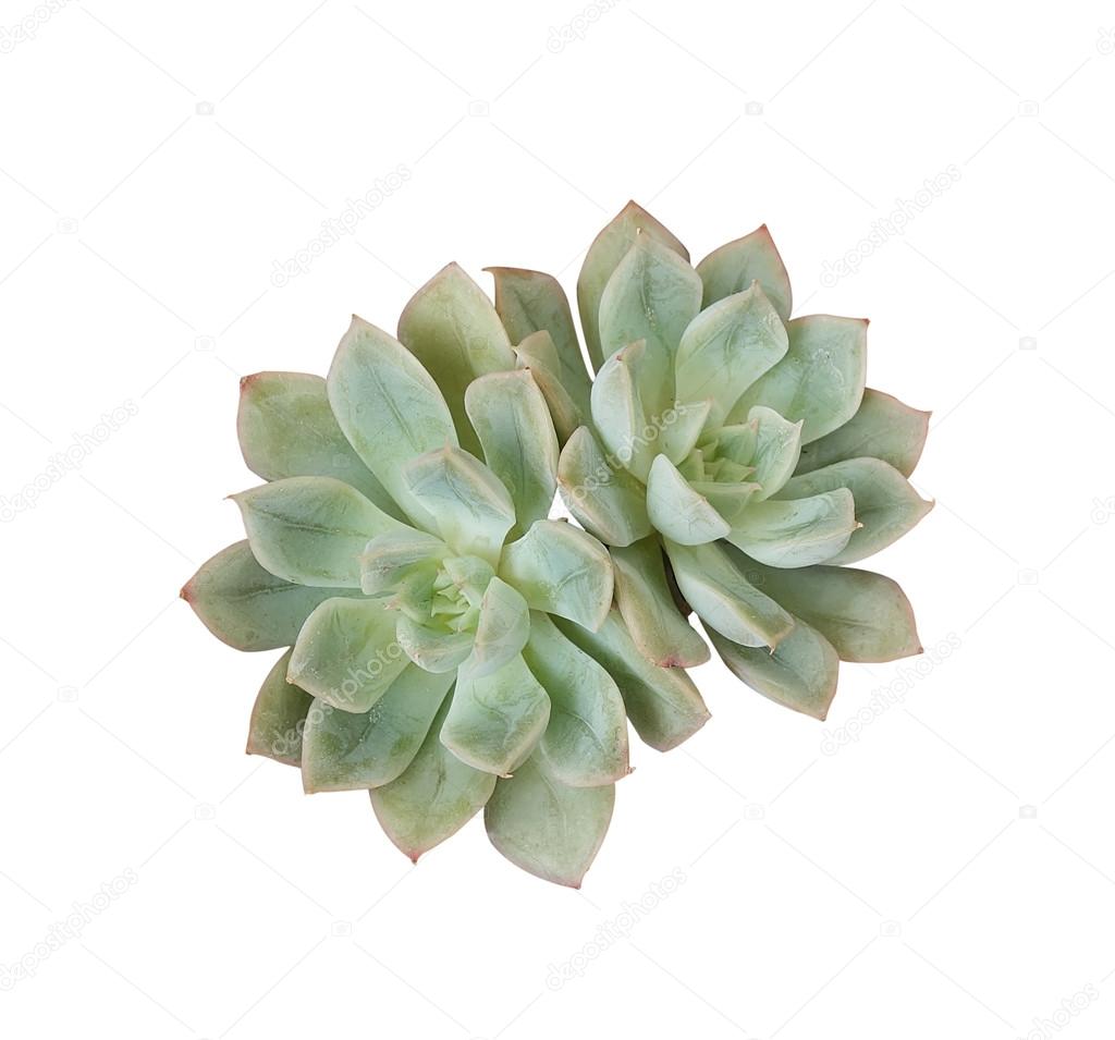  Miniature succulent plants