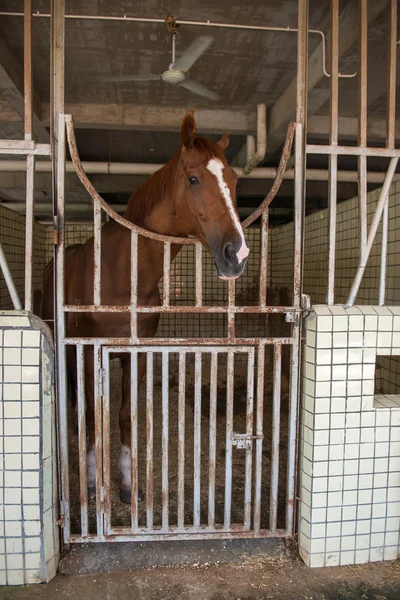 Cavallo in stalla — Foto Stock