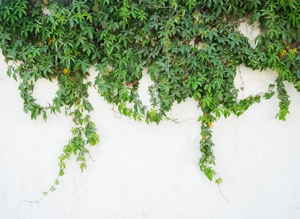 Folhas de hera isoladas em um fundo branco — Fotografia de Stock