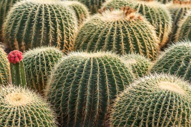 kaktüs yakın çekim