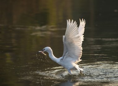 Bir lagün beyaz ak balıkçıl
