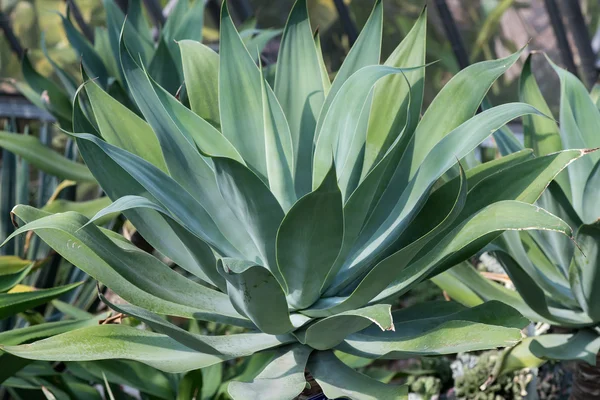 Sharp pointed agave plant leaves — Stock Photo, Image