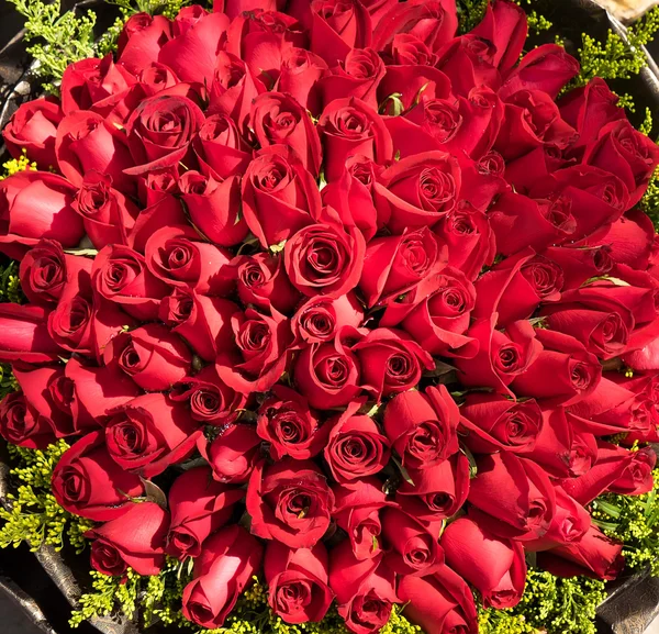 Rote Rose Hintergrund, natürliche Textur — Stockfoto