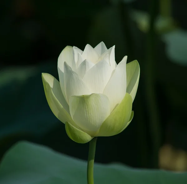 Beyaz lotus çiçeği — Stok fotoğraf