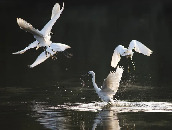 White Egret on a lagoon — Stock Photo, Image