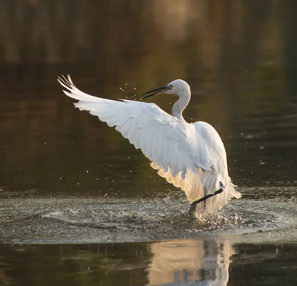 White Egret on a lagoon — Stock Photo, Image