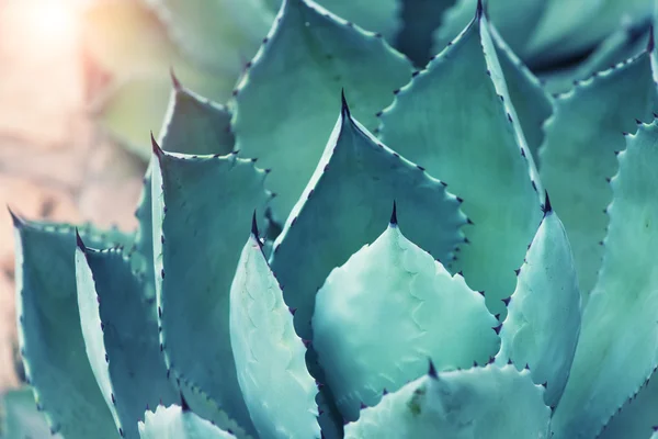 Scharfe spitze Blätter der Agave — Stockfoto