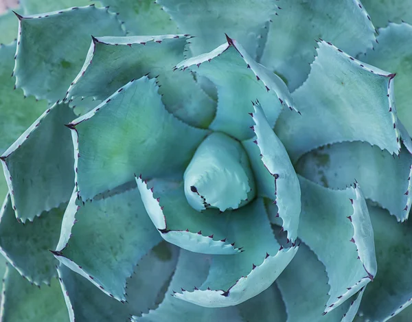 Agudo hojas de agave puntiagudas —  Fotos de Stock