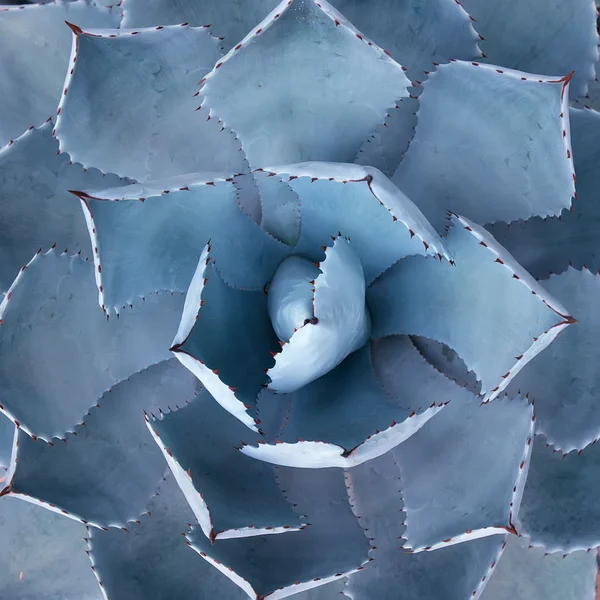 Scharfe spitze Blätter der Agave — Stockfoto