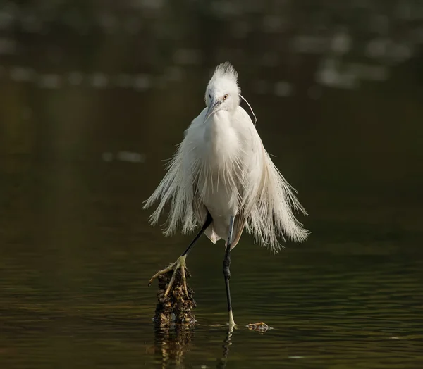 On a lagoon — Stock Photo, Image