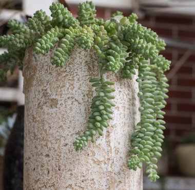  minyatür etli bitkiler