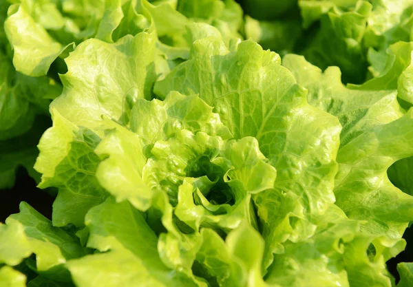 Ensalada de verduras —  Fotos de Stock