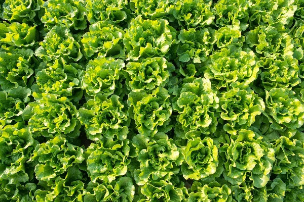 Planta de alface em campo — Fotografia de Stock