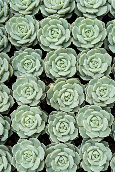 Miniature succulent plants — Stock Photo, Image