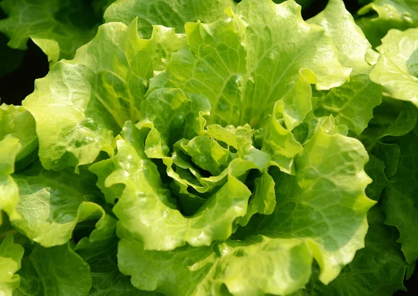 Salada vegetal — Fotografia de Stock