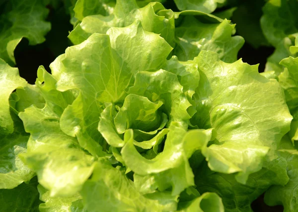 Salada vegetal — Fotografia de Stock