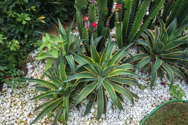 Sivri uçlu ağaç yaprakları.