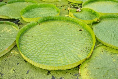 büyük kayan lotus, dev amazon nilüfer, victoria amazonia