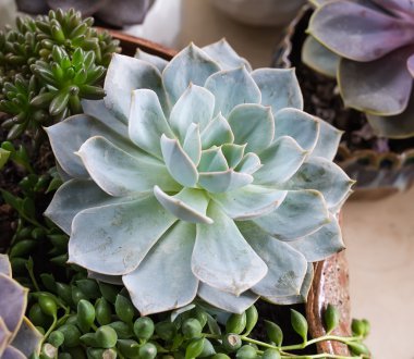  minyatür etli bitkiler