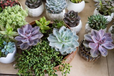  minyatür etli bitkiler