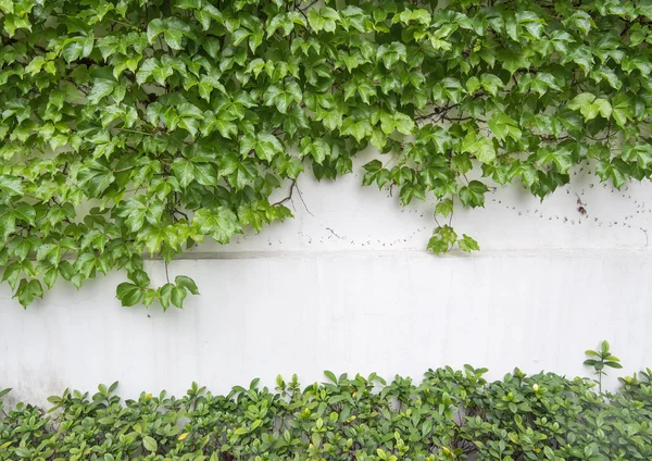 Folhas de hera isoladas em um fundo branco — Fotografia de Stock