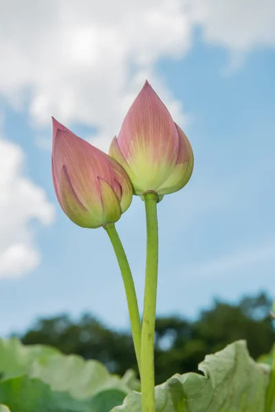 Kvetoucí Lotosový květ — Stock fotografie