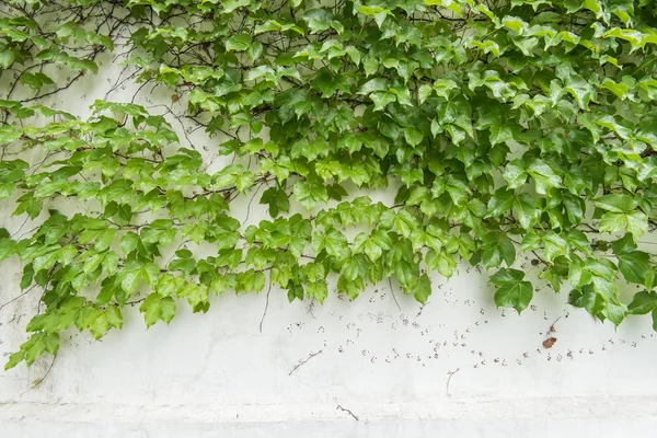 Folhas de hera isoladas em um fundo branco — Fotografia de Stock