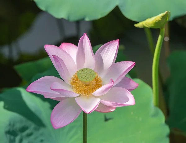 Lotus flower — Stock Photo, Image