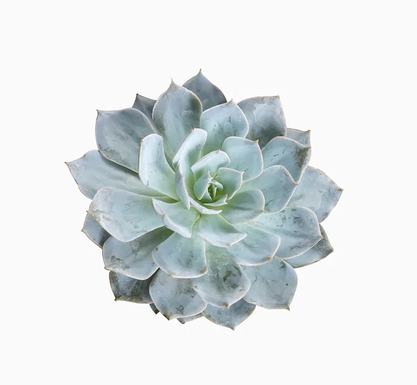 Miniatuur succulente planten — Stockfoto