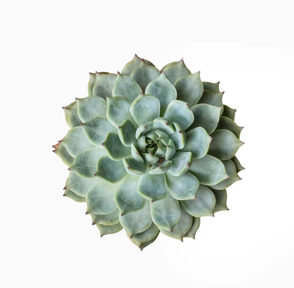 Miniatuur succulente planten — Stockfoto