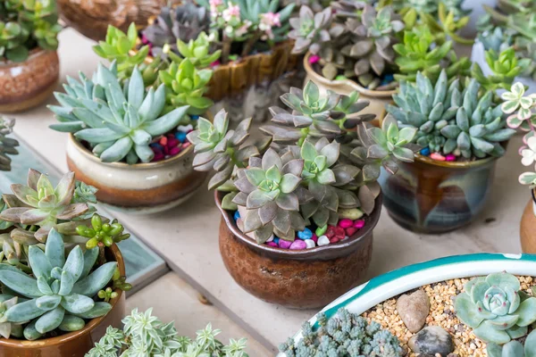 Miniature succulent plants — Stock Photo, Image