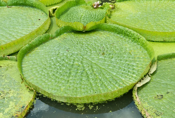 Enorme loto flotante, Lirio gigante del agua del Amazonas, Victoria amazonia —  Fotos de Stock