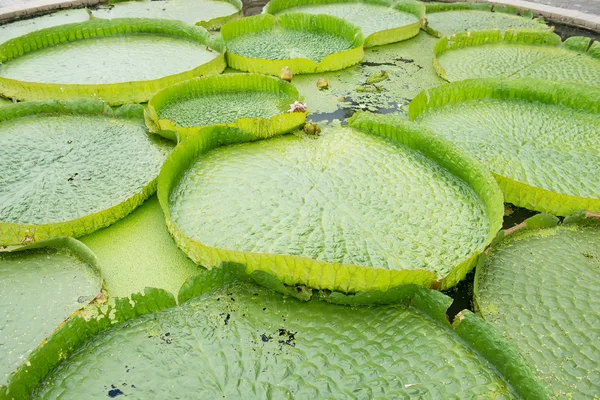 Enorme loto flotante, Lirio gigante del agua del Amazonas, Victoria amazonia —  Fotos de Stock