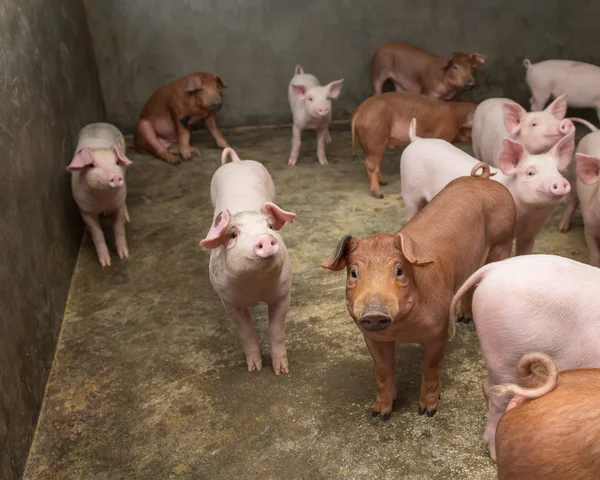 Biggen op boerderij — Stockfoto