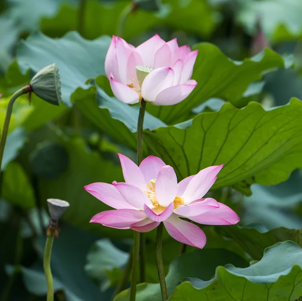 Blommande lotusblomma — Stockfoto