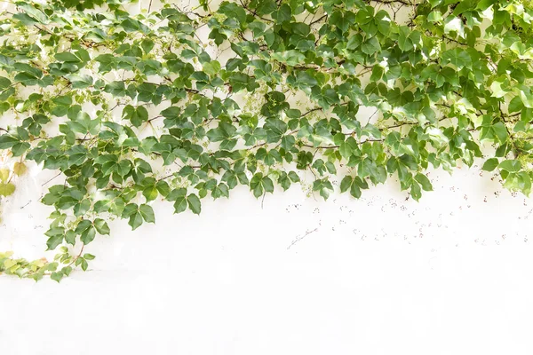 Ivy leaves isolated on a white background — Stock Photo, Image