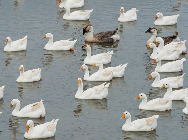 Geese at a farm — Stock Photo, Image