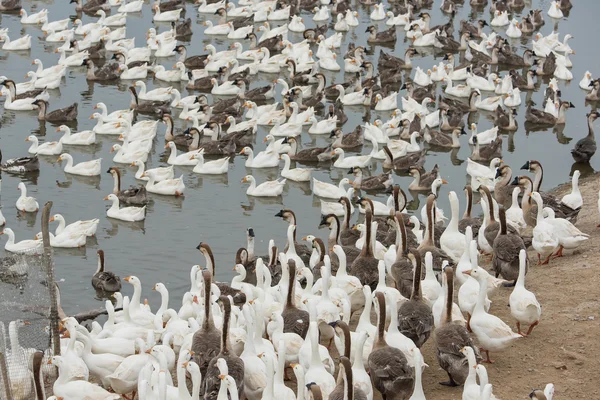 Oies dans une ferme — Photo