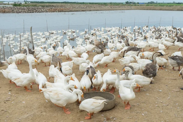 Gänse auf einem Bauernhof — Stockfoto