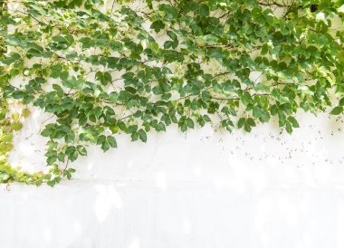 sarmaşık yaprakları beyaz arkaplanda izole edilmiş