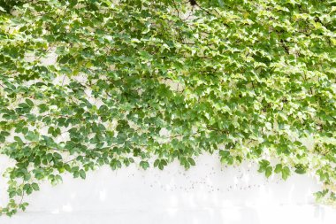 sarmaşık yaprakları beyaz arkaplanda izole edilmiş