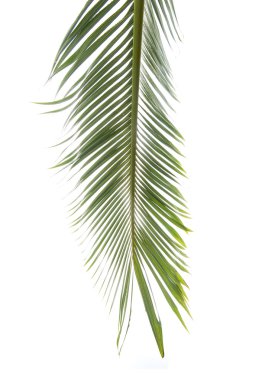 Beyaz arkaplanda izole edilmiş palmiye ağacı