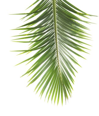 Beyaz arkaplanda izole edilmiş palmiye ağacı