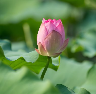 çiçek açan lotus çiçeği