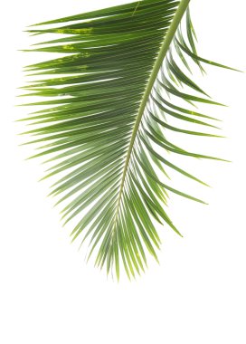 Beyaz arkaplanda izole edilmiş palmiye ağacı