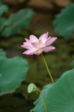 çiçek açan lotus çiçeği