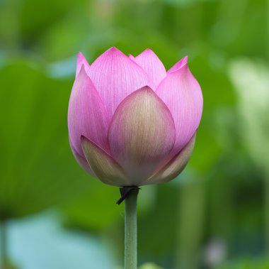 Lotus çiçeği.
