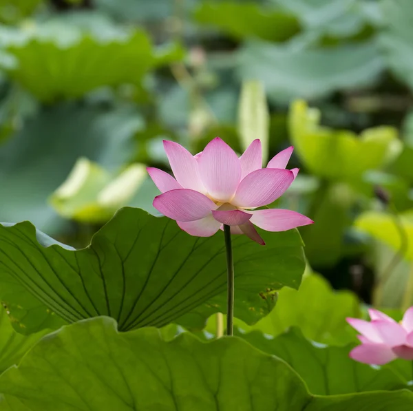 朵盛开的莲花 — 图库照片